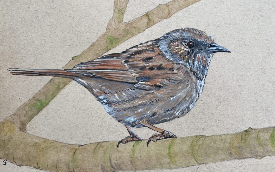 Dunnock  SOLD