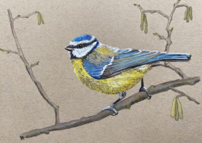 Blue tit  SOLD