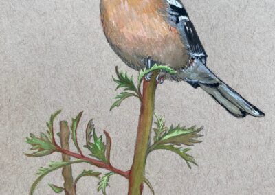 Chaffinch  SOLD