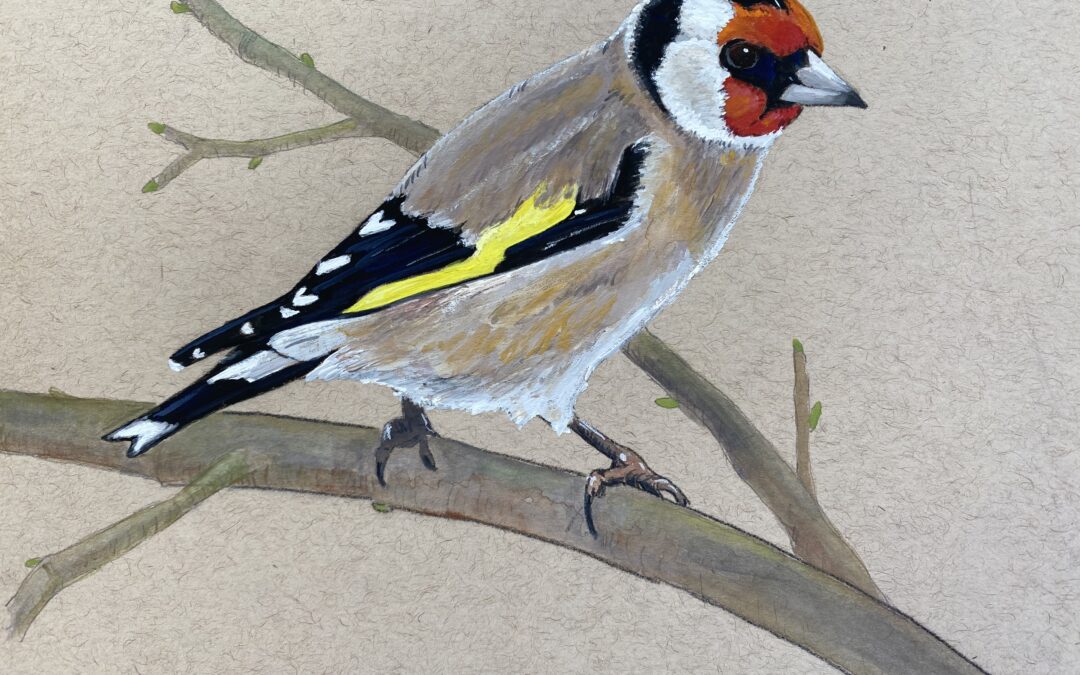 Goldfinch  SOLD