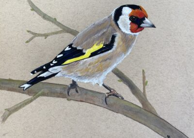 Goldfinch  SOLD