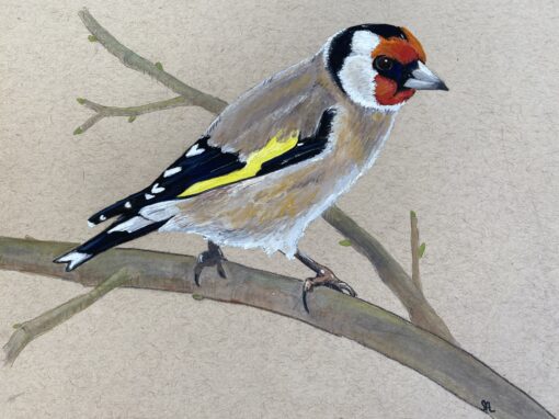 Goldfinch  SOLD