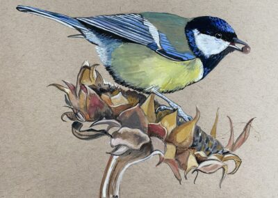 Great tit  SOLD