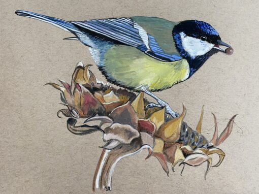 Great tit  SOLD