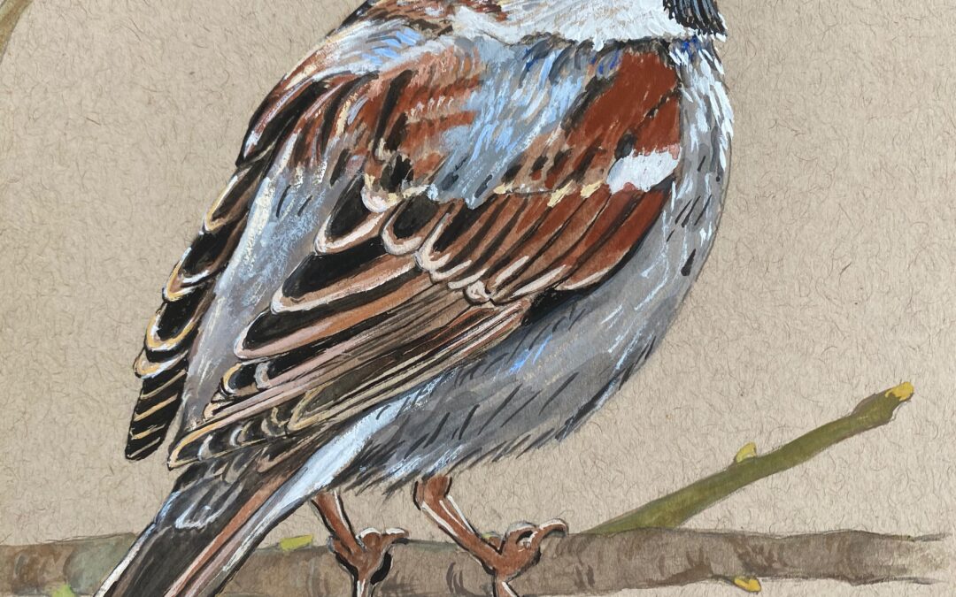 House sparrow  SOLD