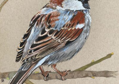 House sparrow  SOLD