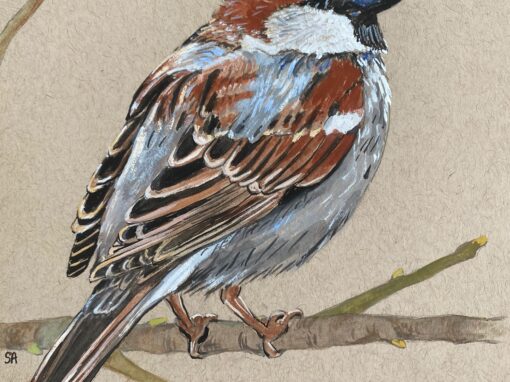 House sparrow  SOLD