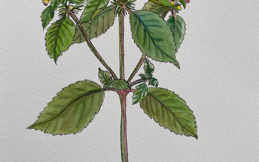 Hemp nettle NFS