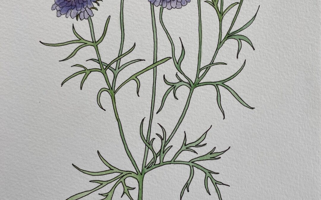 Field scabious  NFS