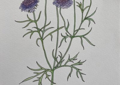 Field scabious  NFS