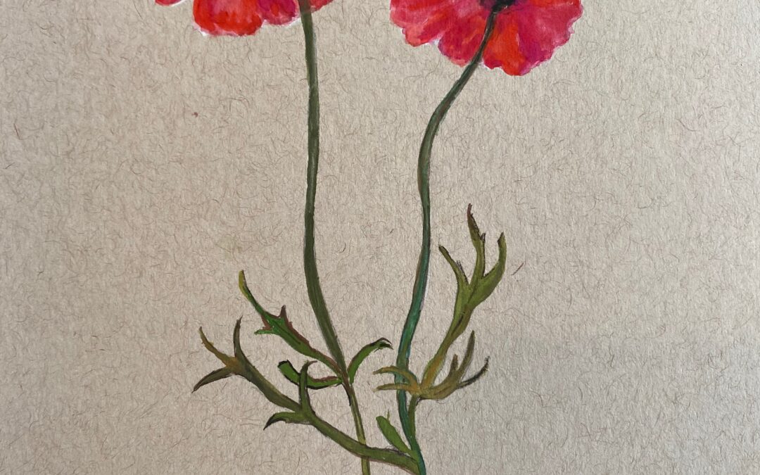 Poppies