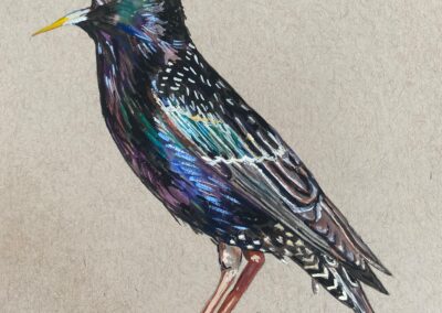 Starling