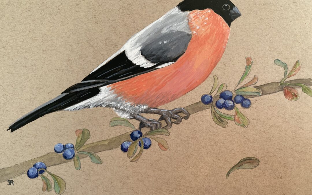 Bullfinch  SOLD