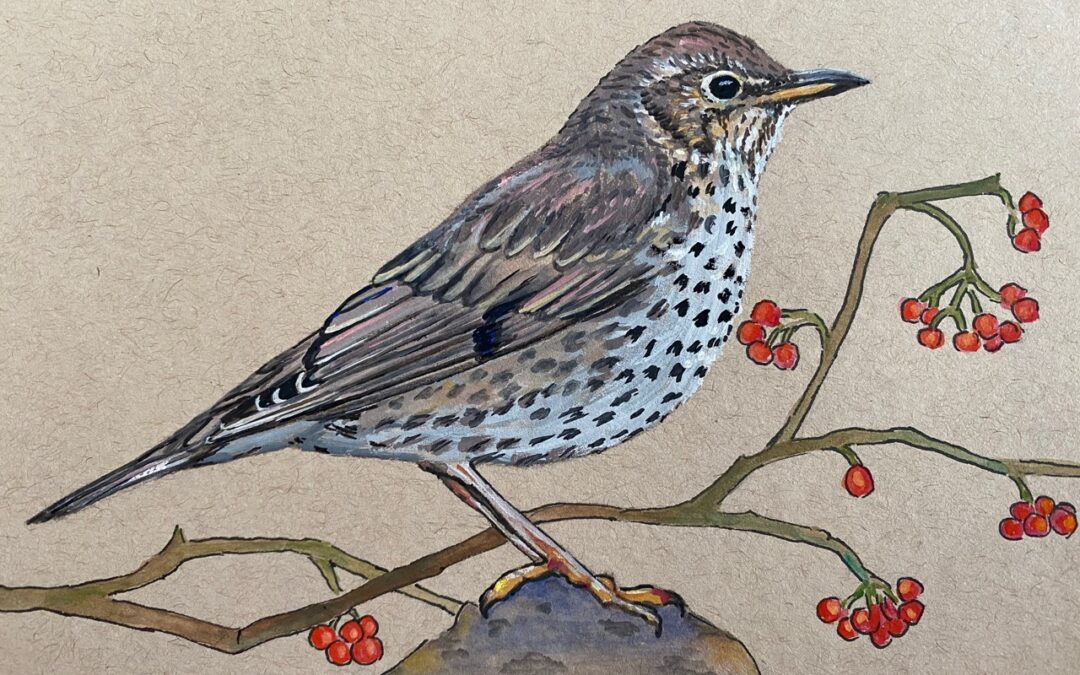 Song thrush  SOLD