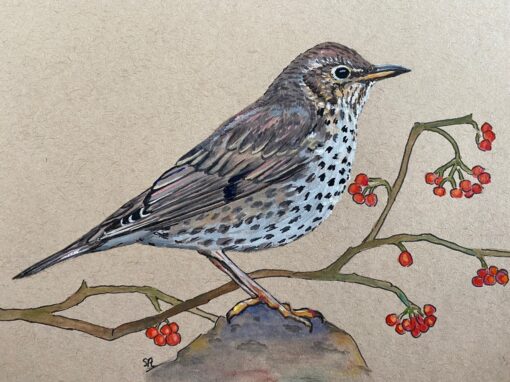 Song thrush  SOLD