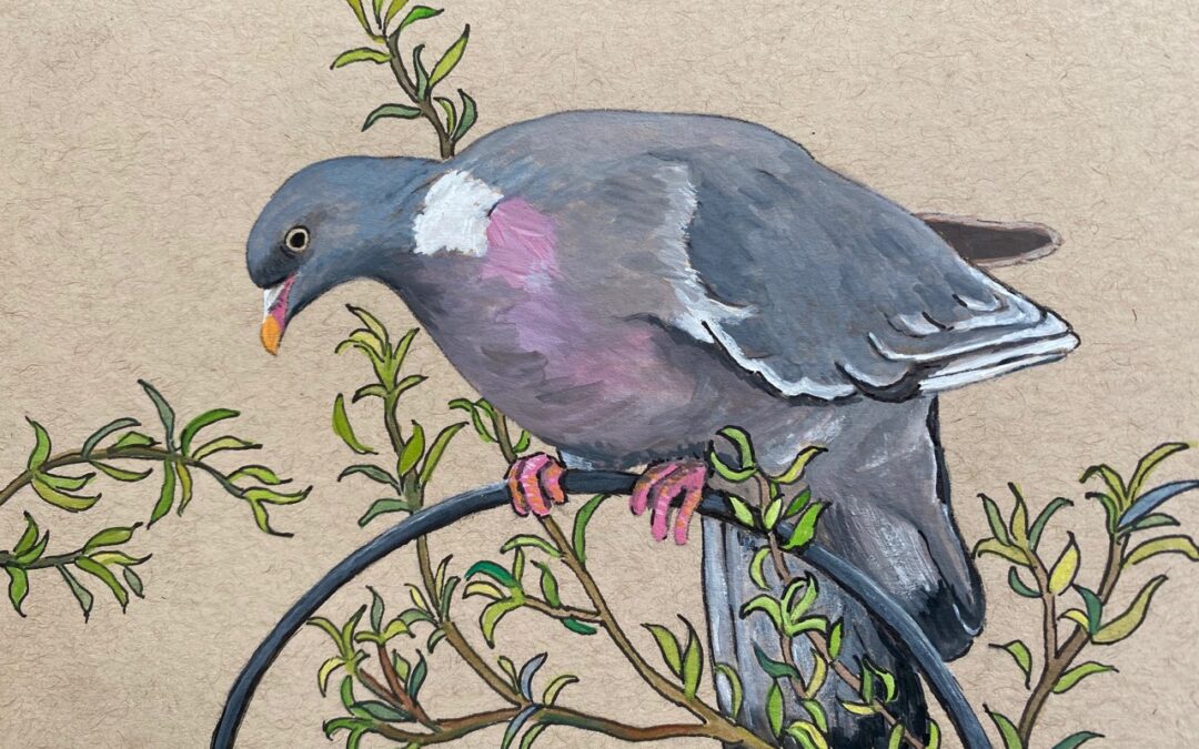 Wood pigeon