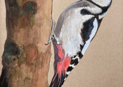 Great spotted woodpecker  SOLD