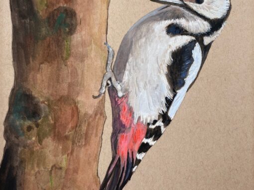 Great spotted woodpecker  SOLD