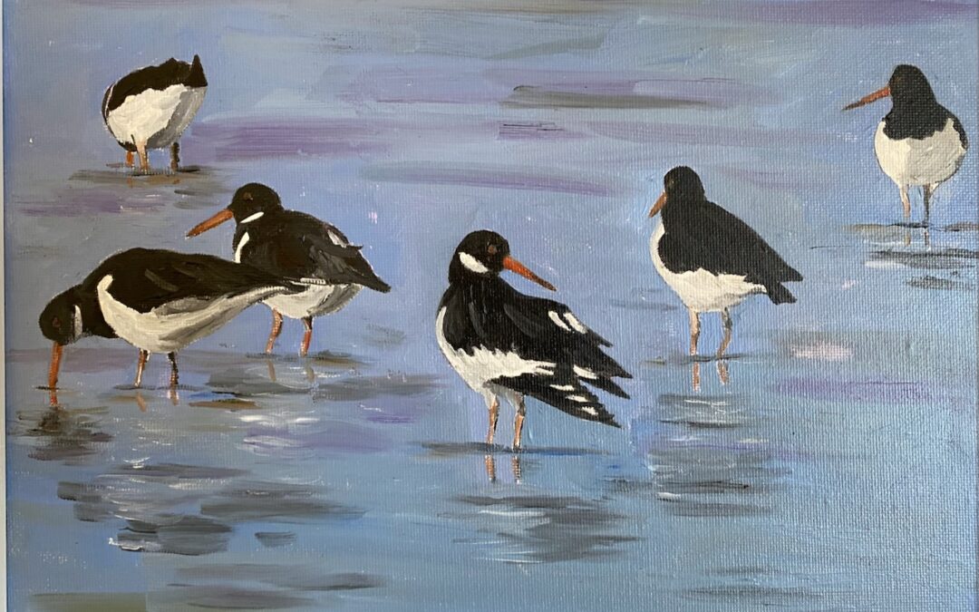 Oystercatchers Dabbling