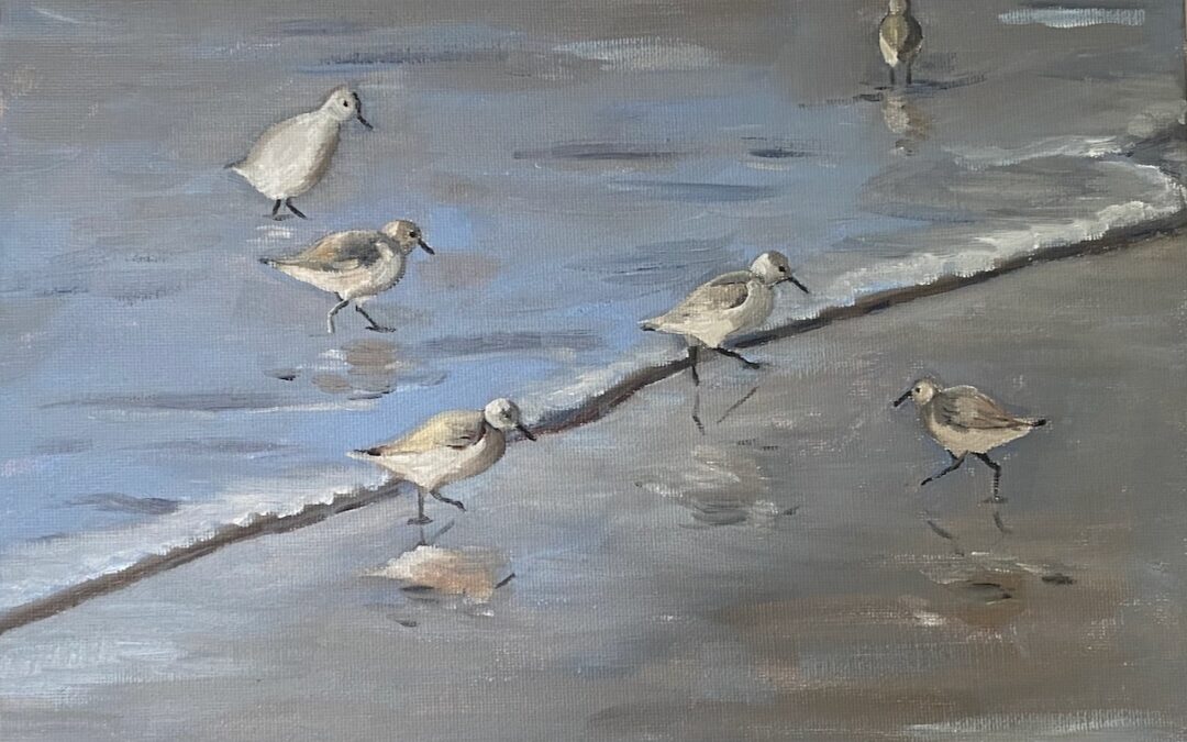 Sanderlings