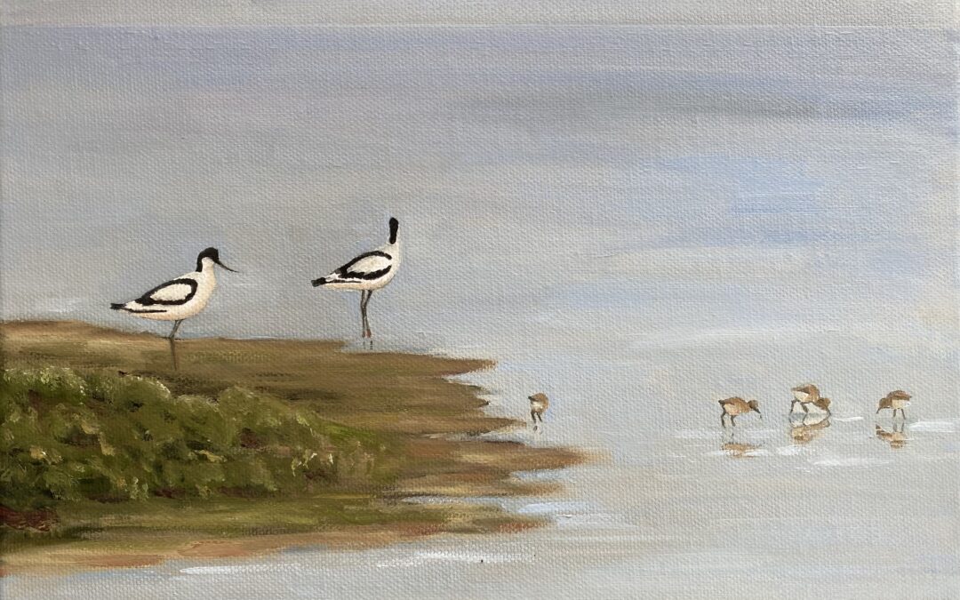 Avocets with chicks