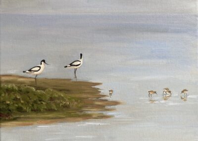 Avocets with chicks
