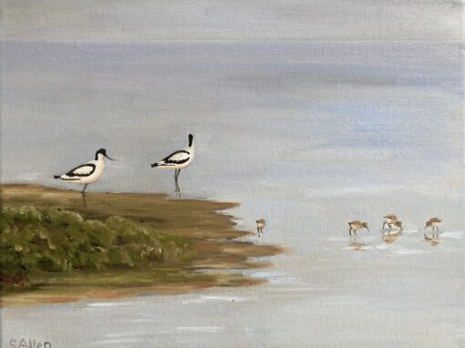Avocets with chicks