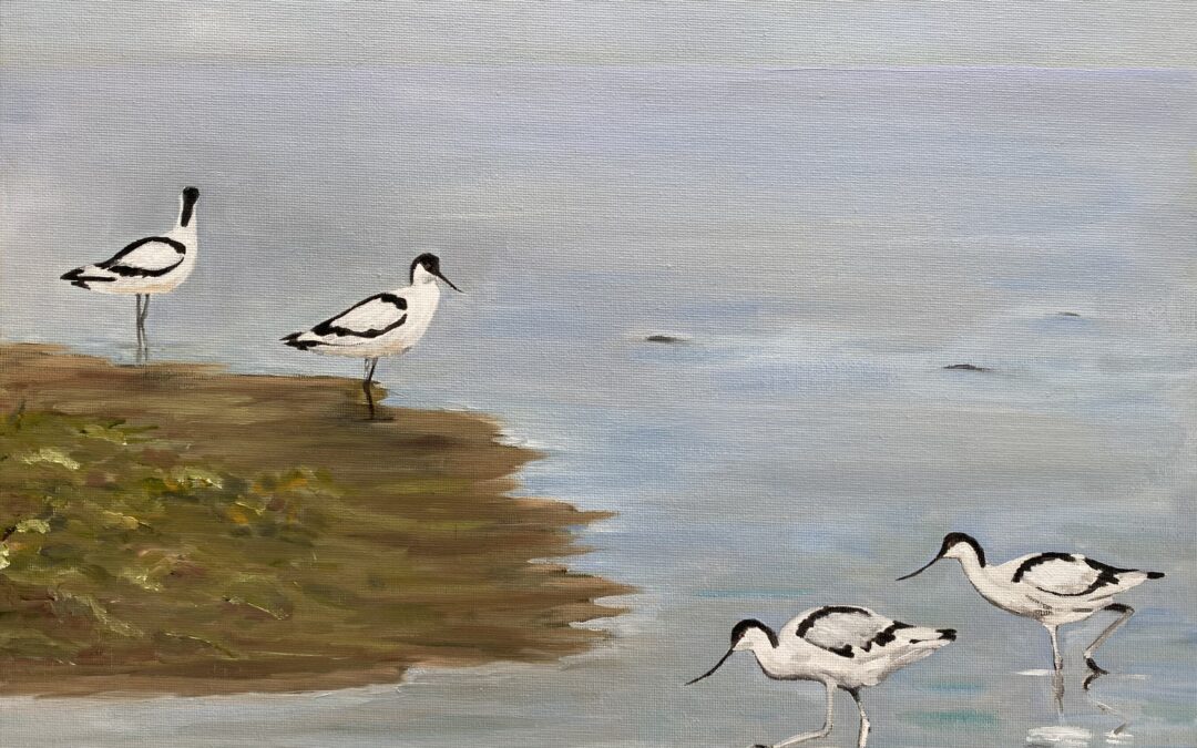 Avocets